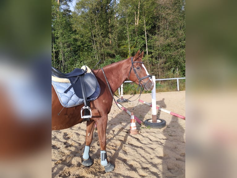 Duits rijpaard Ruin 6 Jaar 175 cm Vos in Vlotho