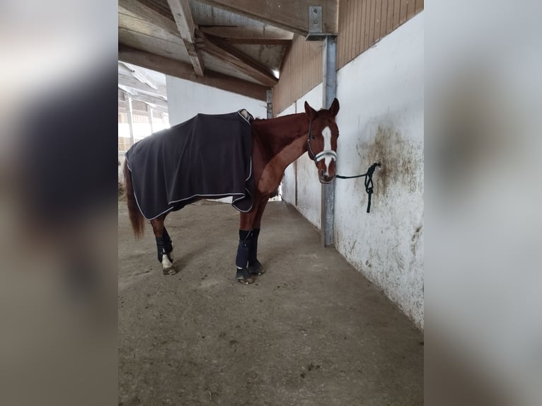 Duits rijpaard Ruin 6 Jaar 175 cm Vos in Vlotho