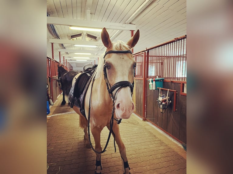 Duits rijpaard Ruin 7 Jaar 149 cm Palomino in Klein Gladebrügge