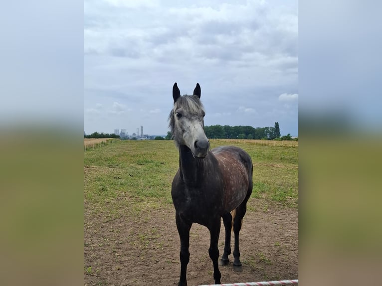 Duits rijpaard Mix Ruin 7 Jaar 165 cm Appelschimmel in Glaubitz