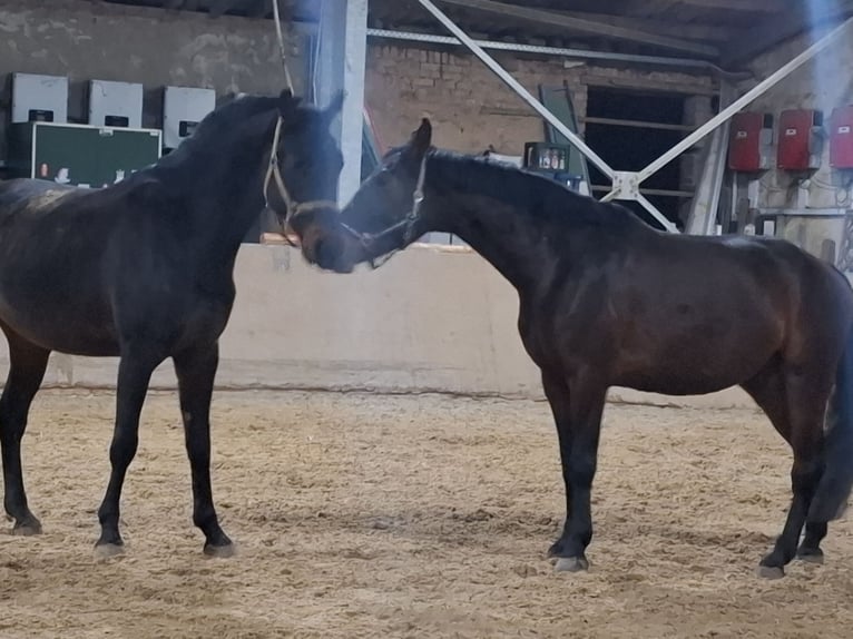 Duits rijpaard Ruin 7 Jaar 165 cm Bruin in Zimmern