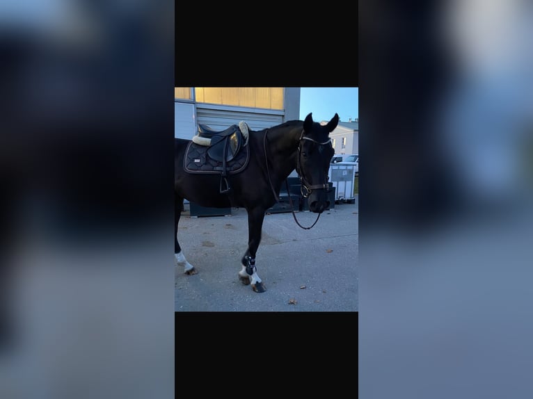 Duits rijpaard Ruin 7 Jaar 165 cm Zwartbruin in Ebreichsdorf