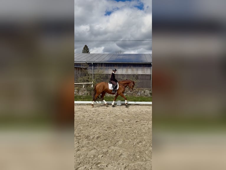 Duits rijpaard Ruin 7 Jaar 168 cm Vos in Bad Salzuflen