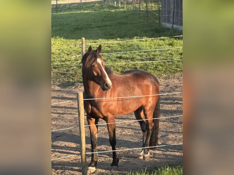 Duits rijpaard Mix Ruin 7 Jaar 175 cm Bruin in Bad Schussenried
