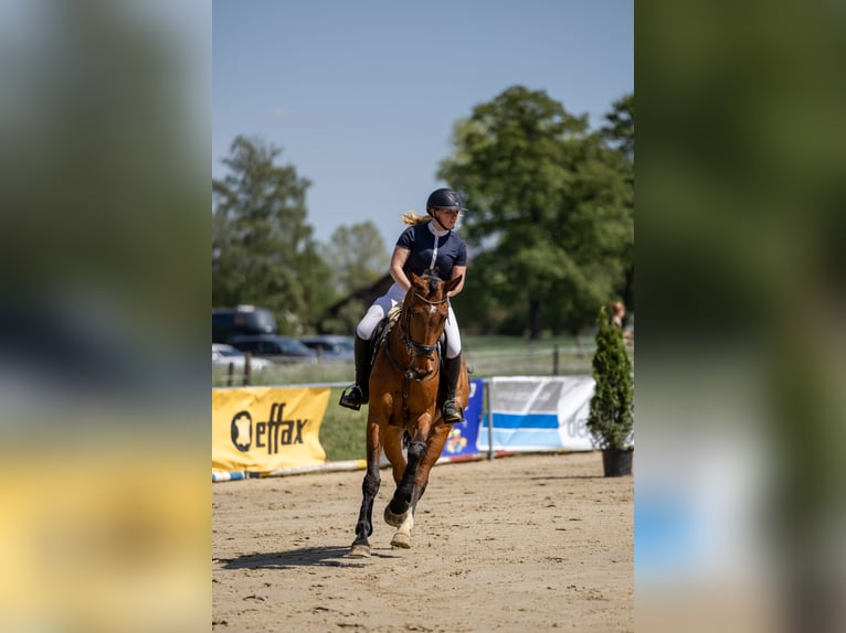 Duits rijpaard Ruin 7 Jaar 175 cm Bruin in Ascheberg