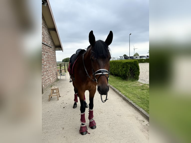Duits rijpaard Ruin 7 Jaar 178 cm Donkerbruin in Willich