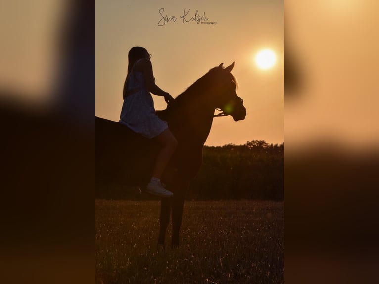 Duits rijpaard Ruin 8 Jaar 146 cm Bruin in Haltern am See