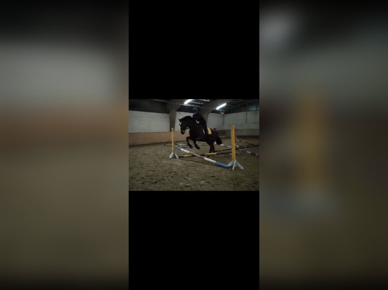 Duits rijpaard Ruin 8 Jaar 168 cm Bruin in Bielefeld