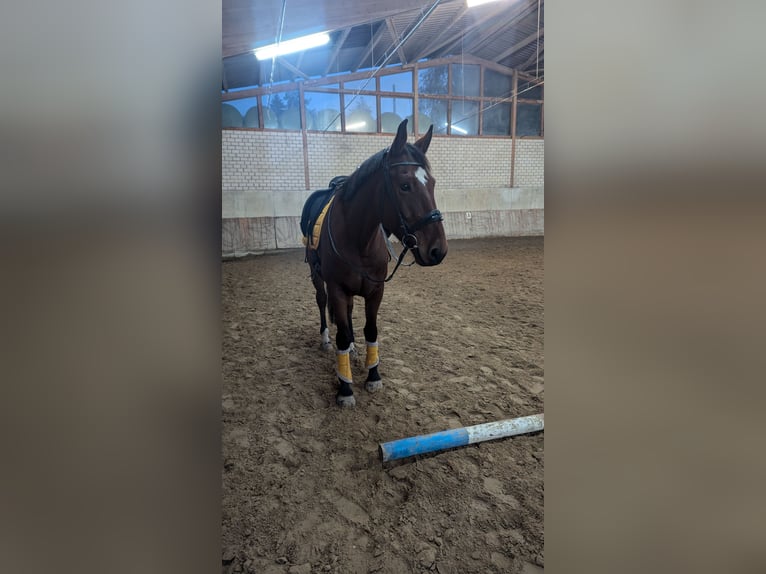 Duits rijpaard Ruin 8 Jaar 168 cm Bruin in Bielefeld