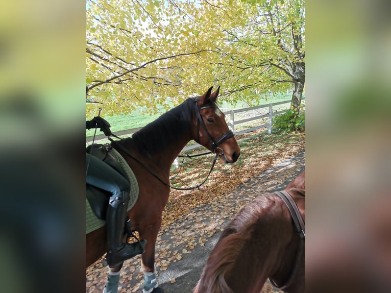 Duits rijpaard Ruin 8 Jaar 168 cm Bruin in Bielefeld