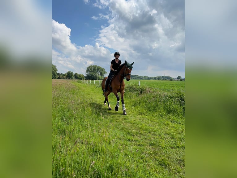 Duits rijpaard Ruin 8 Jaar 168 cm Bruin in Bielefeld