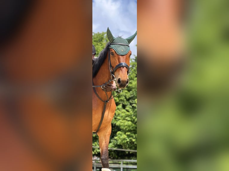 Duits rijpaard Ruin 8 Jaar 168 cm Bruin in Bielefeld