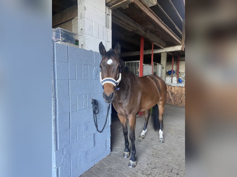 Duits rijpaard Ruin 8 Jaar 180 cm Bruin in Tamm