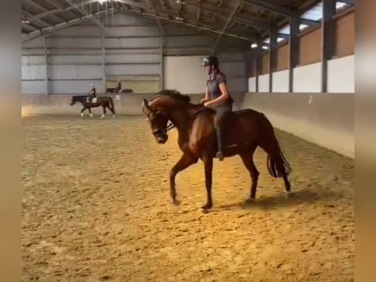 Duits rijpaard Ruin 9 Jaar 170 cm Bruin in Neukirchen-Vluyn