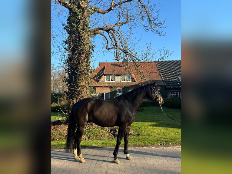 Duits rijpaard Ruin 9 Jaar 170 cm Bruin in Brake