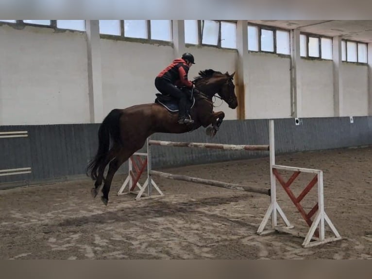 Duits rijpaard Ruin 9 Jaar 175 cm Bruin in Buchhain