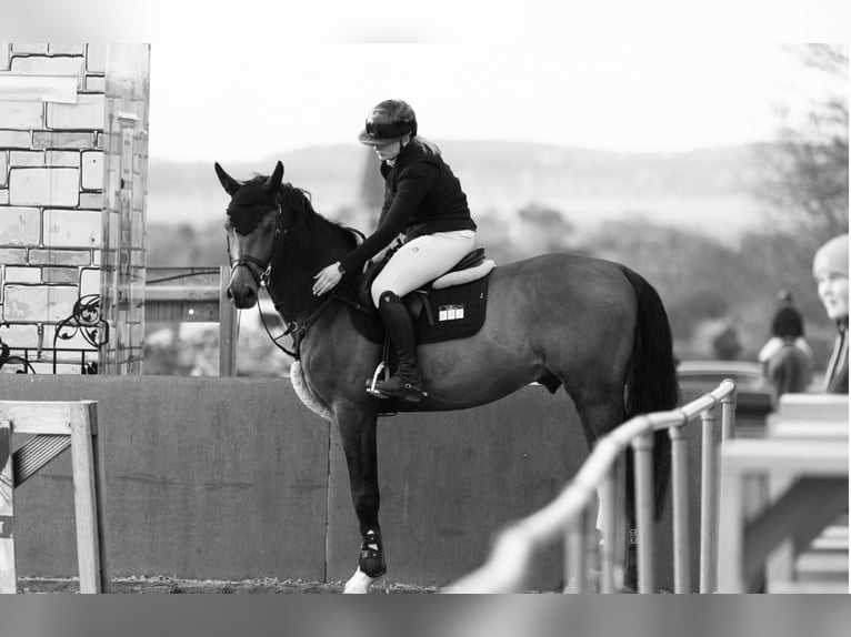 Duits sportpaard Hengst 10 Jaar 170 cm Bruin in Göttingen
