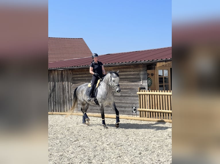 Duits sportpaard Hengst 10 Jaar 172 cm Appelschimmel in Sch&#xF6;ntha