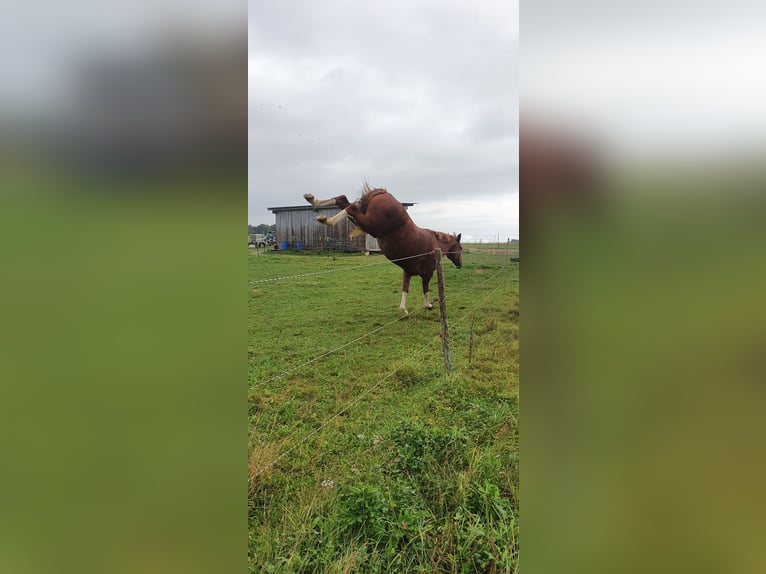 Duits sportpaard Hengst 10 Jaar 180 cm Vos in Fluorn-Winzeln