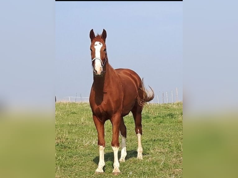 Duits sportpaard Hengst 10 Jaar 180 cm Vos in Fluorn-Winzeln