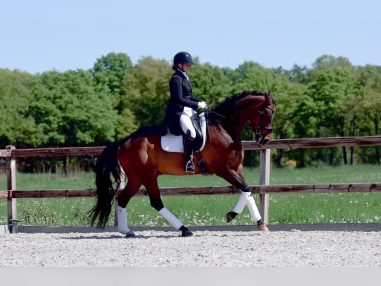 Duits sportpaard Hengst 12 Jaar 166 cm in Veghel