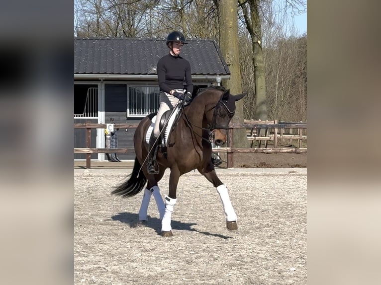Duits sportpaard Hengst 12 Jaar 166 cm in Veghel