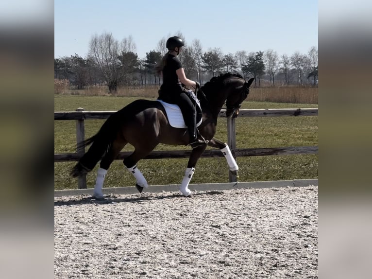 Duits sportpaard Hengst 12 Jaar 166 cm in Veghel