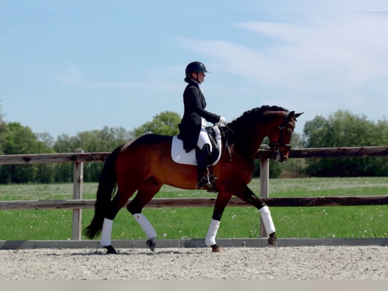 Duits sportpaard Hengst 12 Jaar 166 cm in Veghel
