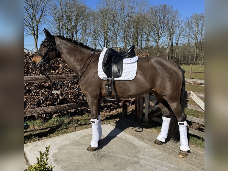 Duits sportpaard Hengst 12 Jaar 166 cm in Veghel