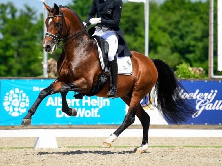 Duits sportpaard Hengst 12 Jaar 172 cm Bruin in Vechta