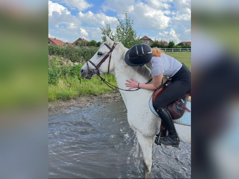 Duits sportpaard Hengst 16 Jaar 165 cm Schimmel in Borstel