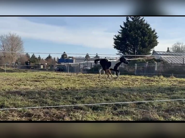 Duits sportpaard Hengst 1 Jaar 110 cm Gevlekt-paard in Rötha