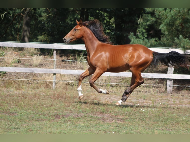 Duits sportpaard Hengst 1 Jaar 155 cm Bruin in Tremsdorf