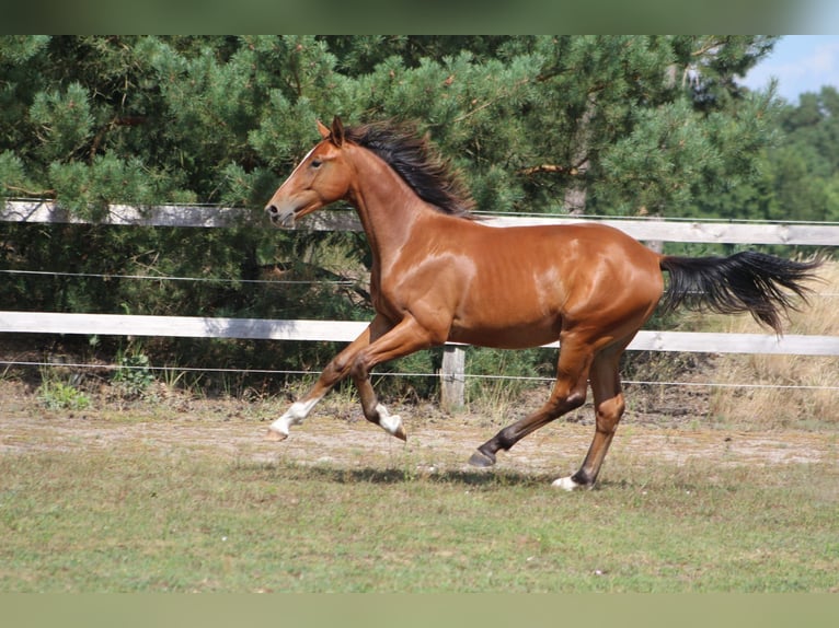 Duits sportpaard Hengst 1 Jaar 155 cm Bruin in Tremsdorf