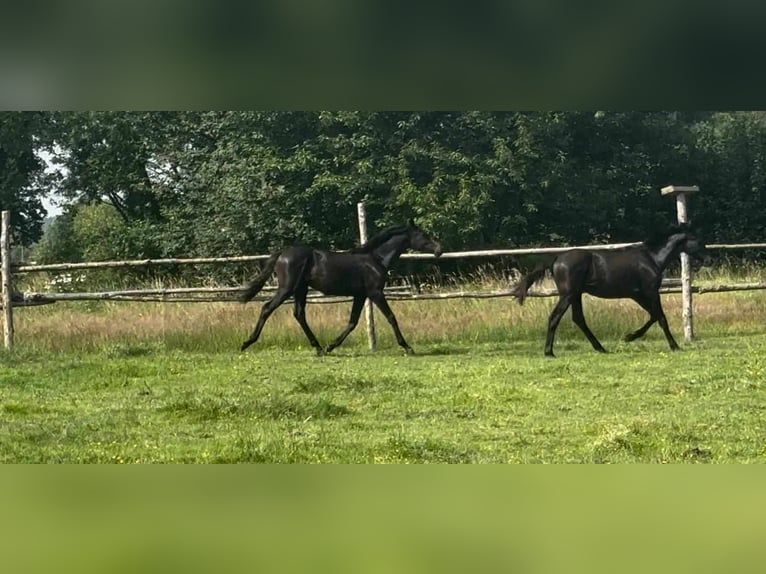 Duits sportpaard Hengst 1 Jaar 165 cm Zwart in Pieńsk