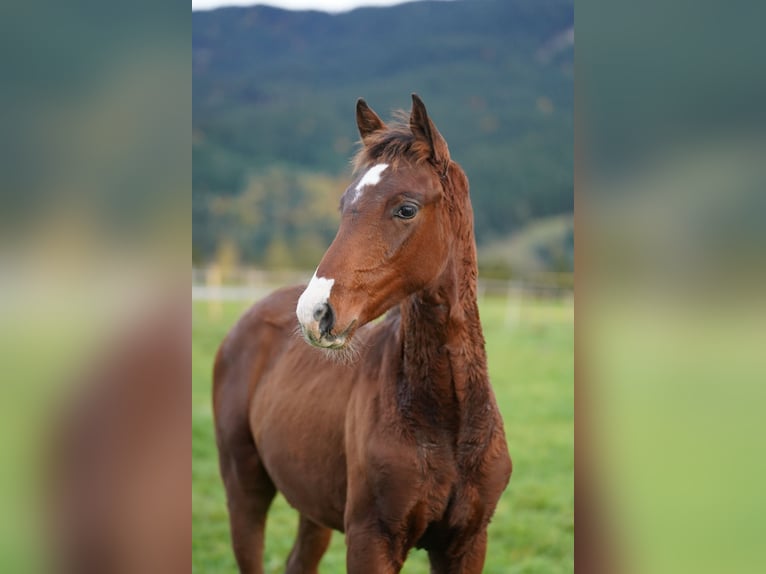 Duits sportpaard Hengst 1 Jaar 168 cm Brauner in Halblech