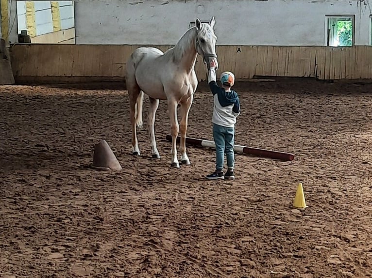 Duits sportpaard Hengst 1 Jaar 168 cm Palomino in Friesack