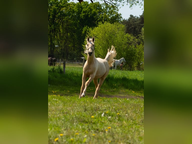 Duits sportpaard Hengst 1 Jaar 168 cm Palomino in Friesack