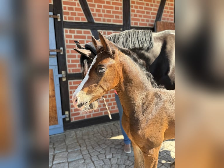 Duits sportpaard Hengst 1 Jaar 169 cm Zwartbruin in Neuseußlitz