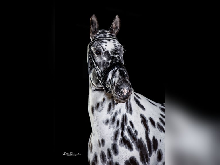 Duits sportpaard Hengst 1 Jaar 170 cm Appaloosa in Hungenroth