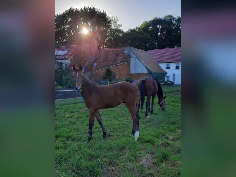 Duits sportpaard Hengst 1 Jaar 170 cm Bruin in Ilmtal-Weinstraße