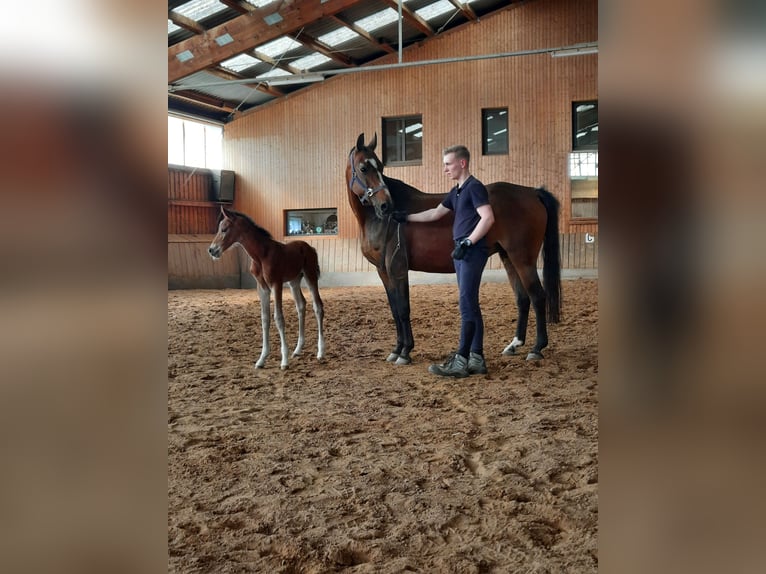 Duits sportpaard Hengst 1 Jaar 170 cm Bruin in Ilmtal-Weinstraße