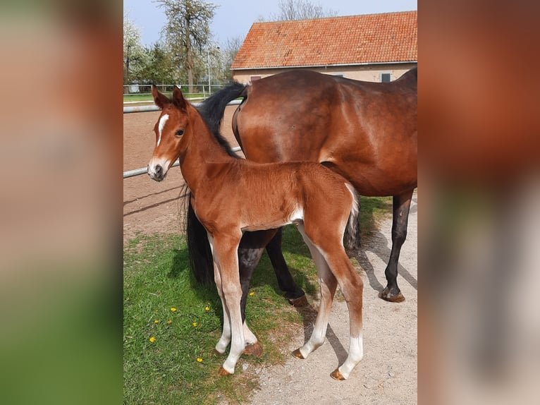 Duits sportpaard Hengst 1 Jaar 170 cm Bruin in Ilmtal-Weinstraße