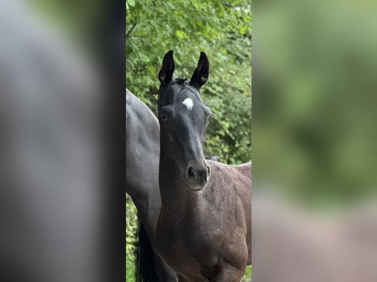 Duits sportpaard Hengst 1 Jaar 170 cm Donkerbruin in Nastätten