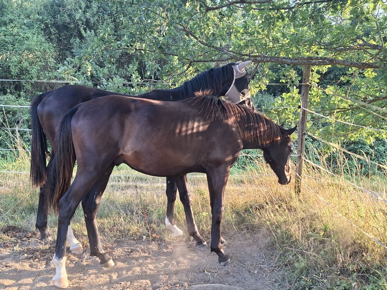 Duits sportpaard Hengst 1 Jaar 170 cm Donkerbruin in Mannweiler-C&#xF6;lln