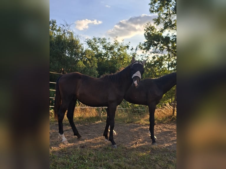 Duits sportpaard Hengst 1 Jaar 170 cm Donkerbruin in Mannweiler-C&#xF6;lln