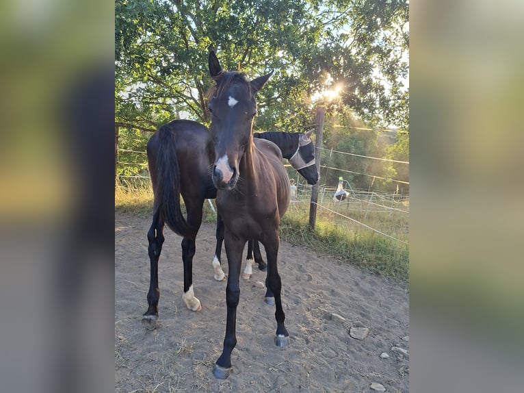 Duits sportpaard Hengst 1 Jaar 170 cm Donkerbruin in Mannweiler-C&#xF6;lln