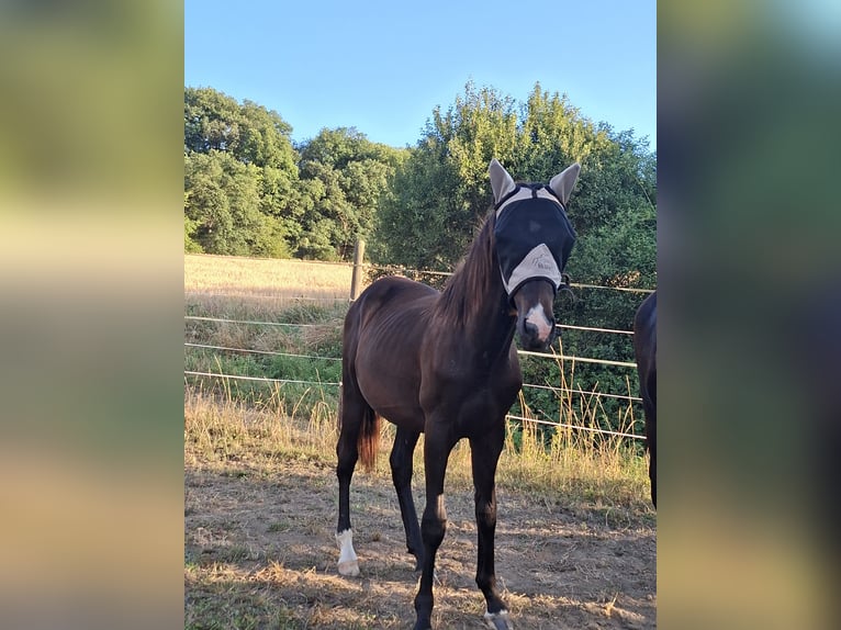 Duits sportpaard Hengst 1 Jaar 170 cm Donkerbruin in Mannweiler-C&#xF6;lln