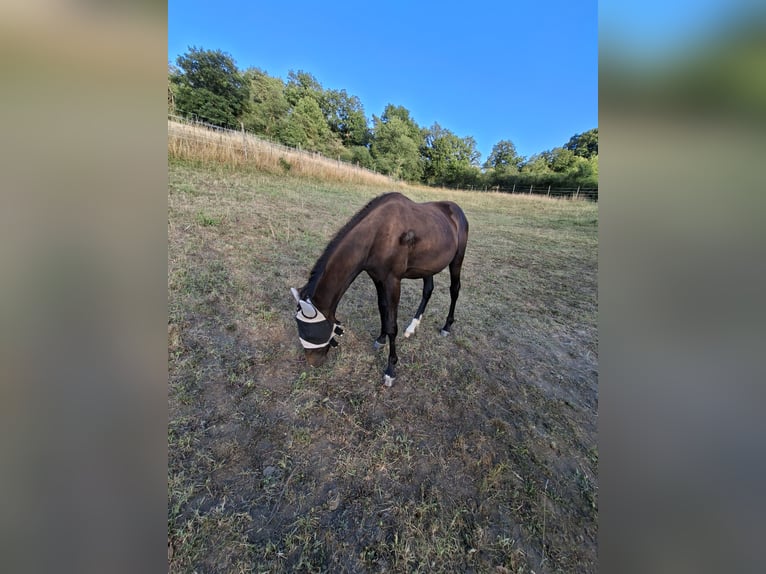 Duits sportpaard Hengst 1 Jaar 170 cm Donkerbruin in Mannweiler-C&#xF6;lln