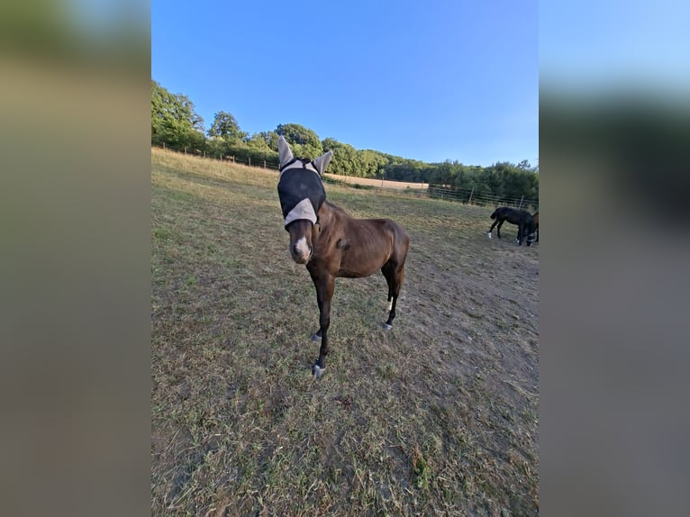 Duits sportpaard Hengst 1 Jaar 170 cm Donkerbruin in Mannweiler-C&#xF6;lln